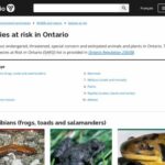 Ontario Species at Risk