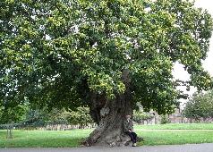 Greenwich Park